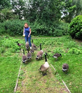 Debora feeding geese with sweetcorn